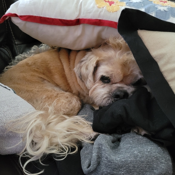 Meet your Posher, Shelly - Picture 8 of 16